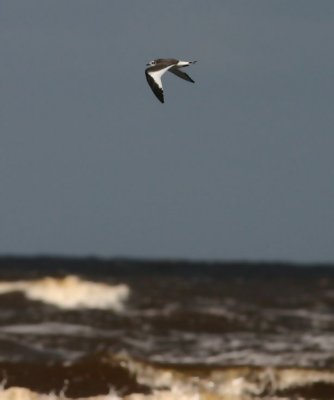 Sabine's Gull  Trnms  (Larus sabini)