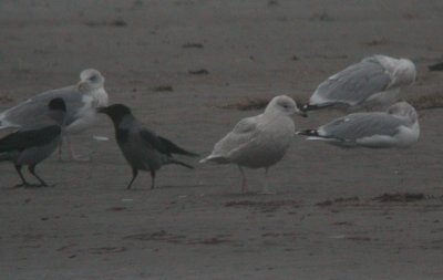 Iceland Gull  Vitvingad trut  (Larus glaucoides)