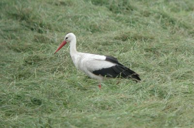 White Stork  Vit stork  (Ciconia ciconia) 2002