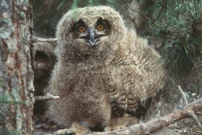 Eurasian Eagle Owl  Berguv  (Bubo bubo)