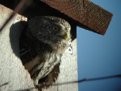 Eurasian Pygmy Owl  Sparvuggla  (Glaucidium passerinum)