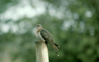 Common Cuckoo Gök (Cuculus canorus)