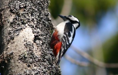 Great Spotted Woodpecker Större hackspett (Dendrocopos major)