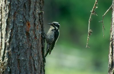 Three-toed Woodpecker Tretåig hackspett (Picoides tridactylus)
