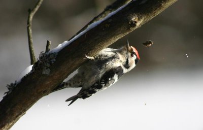 Lesser Spotted Woodpecker  Mindre hackspett  (Dendrocopos minor)
