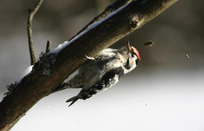 Lesser Spotted Woodpecker Mindre hackspett (Dendrocopos minor)
