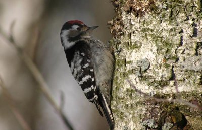Lesser Spotted Woodpecker Mindre hackspett (Dendrocopos minor)