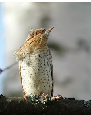 Eurasian Wryneck  Gktyta  (Jynx torquilla)