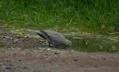 Eurasian Collared Dove Turkduva (Streptopelia decaocto)