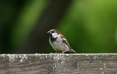 House Sparrow  Grsparv  (Passer domesticus)