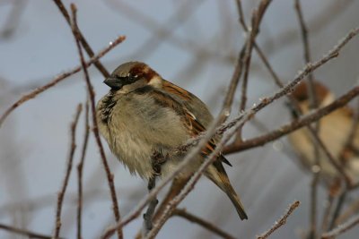 House Sparrow  Grsparv  (Passer domesticus)