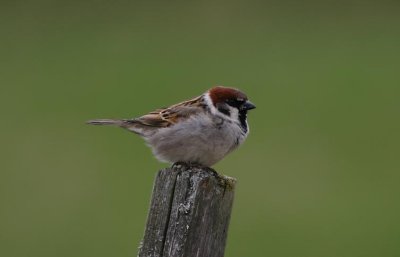 Eurasian Tree Sparrow  Pilfink  (Passer montanus)