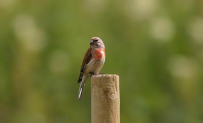 Common Linnet  Hmpling  (Carduelis cannabina)