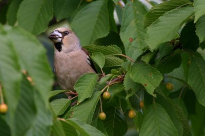 Hawfinch  Stenknck  (Coccothraustes coccothraustes)