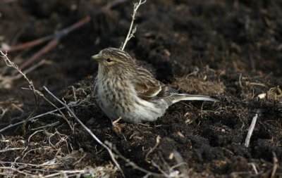 Twite  Vinterhmpling  (Carduelis flavirostris)