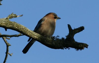 Eurasian Jay  Ntskrika  (Garrulus glandarius)