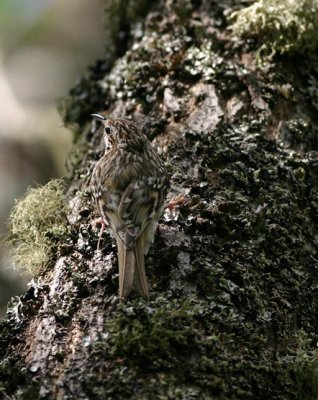 Eurasian Treecreeper  Trdkrypare  (Certhia familiaris)