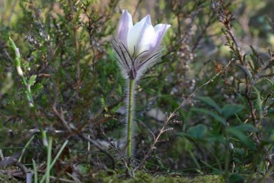 Mosippa  (Pulsatilla vernalis)
