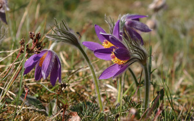 Backsippa  (Pulsatilla vulgaris)