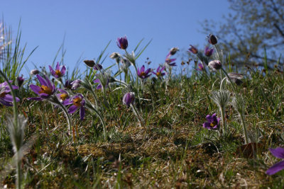 Backsippa  (Pulsatilla vulgaris)