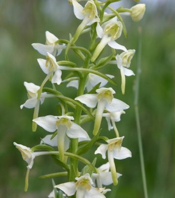 Nattviol  (Platanthera bifolia)