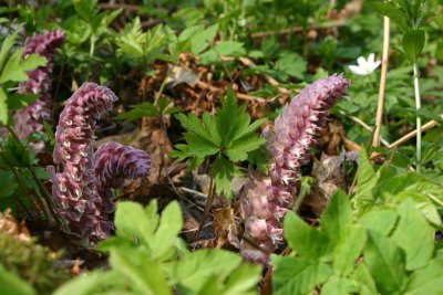 Vtteros  (Lathraea squamaria)
