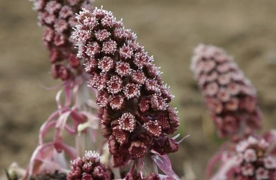 Pestskrp  (Petasites hybridus)