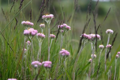 Kattfot  (Antennaria dioica)