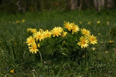 Vradonis  (Adonis vernalis)