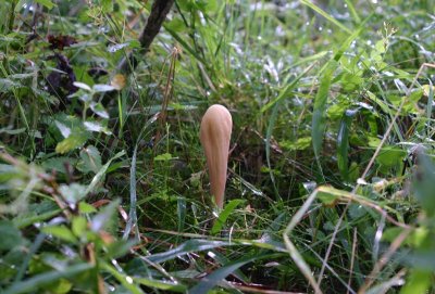 Stor klubbsvamp  (Clavariadelphus pistillaris)