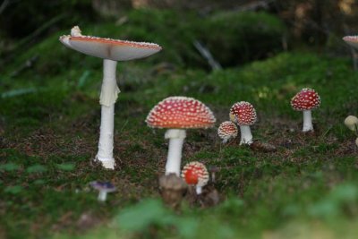Rd flugsvamp  (Amanita muscaria)