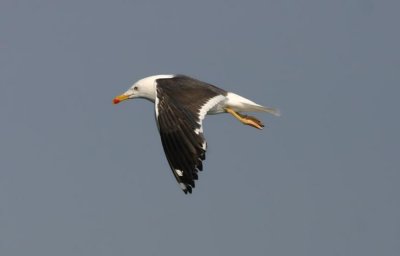 Lesser Black-backed Gull  Silltrut  (Larus fuscus)