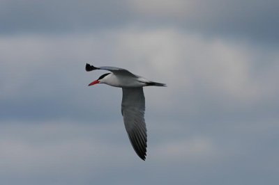 g6/55/750355/3/76862189.VRFhPAbr.jpg