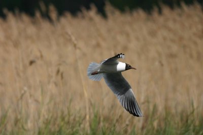 Black-headed Gull  Skrattms  (Larus ridibundus)