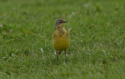 Yellow Wagtail  Gulrla  (Motacilla flava)