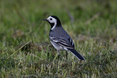 White Wagtail  Sdesrla  (Motacilla alba)