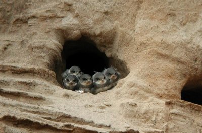 Sand Martin  Backsvala  (Riparia riparia)