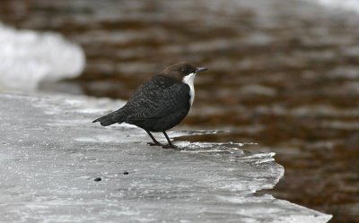 White-throated Dipper Strömstare (Cinclus cinclus)