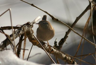 Winter Wren  Grdsmyg  (Troglodytus troglodytus)