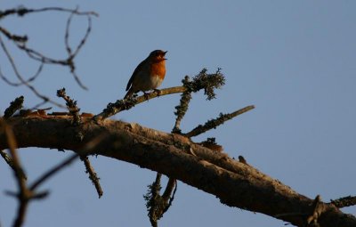 European Robin  Rdhake  (Erithacus rubecula)