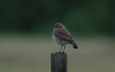 Northern Wheatear  Stenskvtta  (Oenanthe oenanthe)