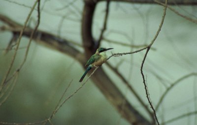 Somali Bee-eater  (Merops revoilii)