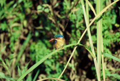 Malachite Kingfisher  (Alcedo cristata)