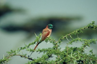 Northern Carmine Bee-eater  (Merops nubicus)