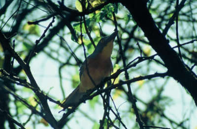 Grey-headed Bushshrike (Malaconotus blanchoti)