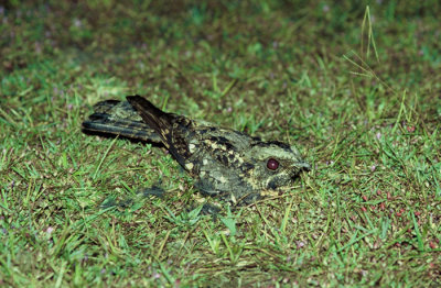 Montane Nightjar  (Caprimulgus poliocephalus)
