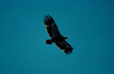 Stepp Eagle  (Aquila nipalensis)