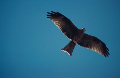 Black Kite  (Milvus migrans)
