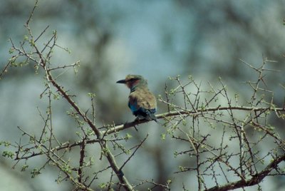 Lilac-breasted Roller  (Coracias caudata)