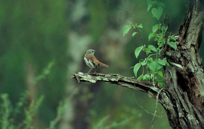 Red-backed Scrub-Robin  (Cercotrichas leucophrys)